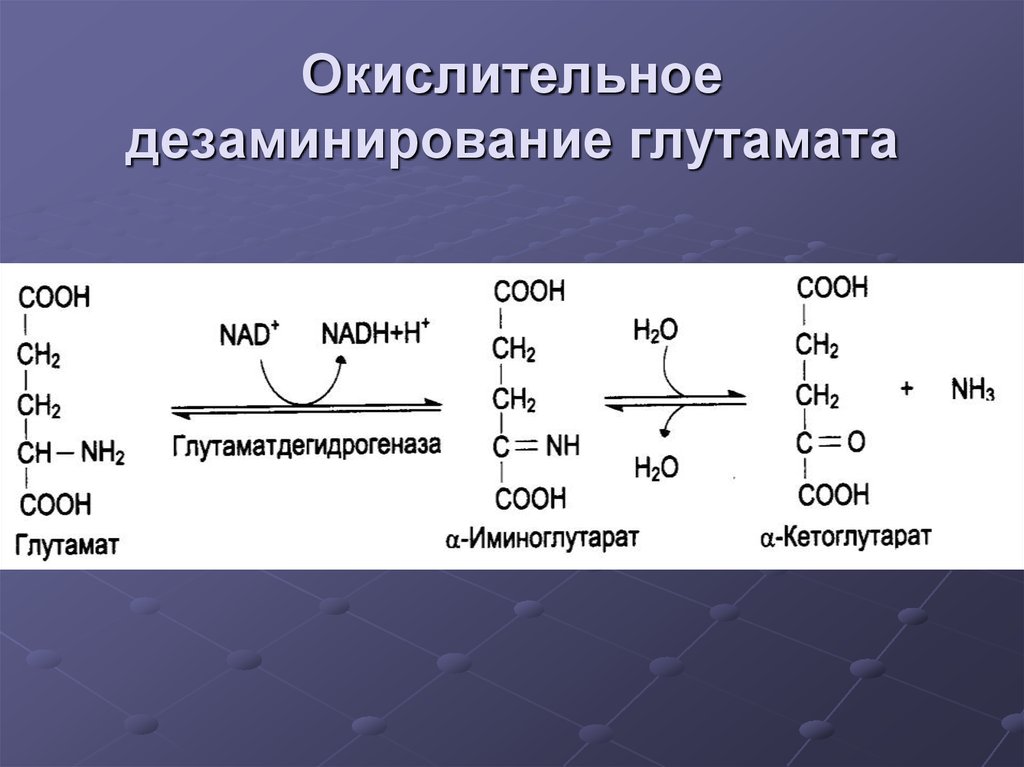 Реакция окислительного дезаминирования. Прямое окислительное дезаминирование аминокислот схема. Окислительное дезаминирование 2 стадии. Окислительное дезаминирование аминокислот.