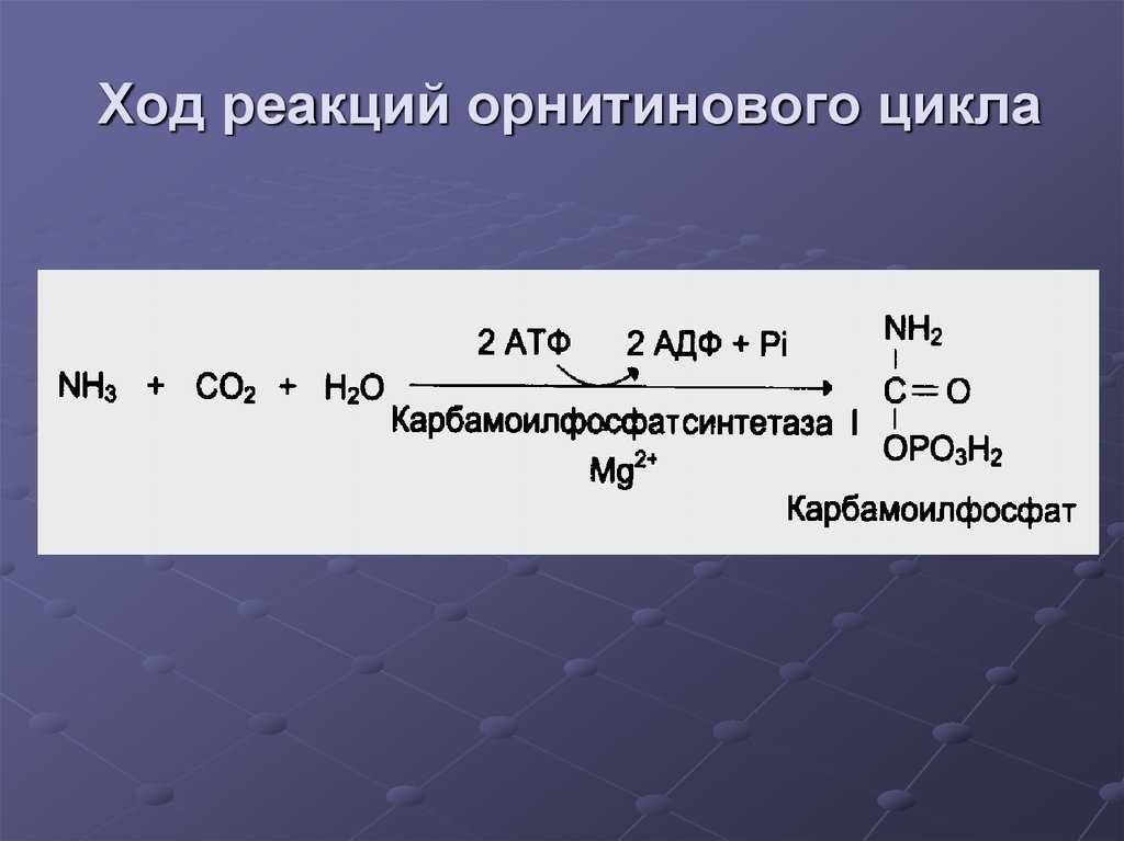 Орнитиновый цикл реакции. Карбамоилфосфатсинтетаза II. Реакции орнитинового цикла. Общая реакция орнитинового цикла. Суммарная реакция орнитинового цикла.