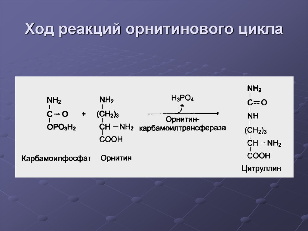 Орнитиновый цикл реакции. Реакции орнитинового цикла. Карбамоилфосфатсинтетаза. Реакция образования цитруллина.