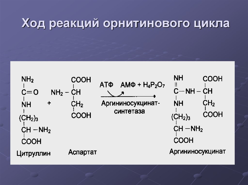 Реакции с затратой энергии. Орнитиновый цикл регуляторный фермент. Орнитиновый цикл 1 реакция. Орнитиновый цикл биохимия реакции. Ключевой фермент орнитинового цикла.