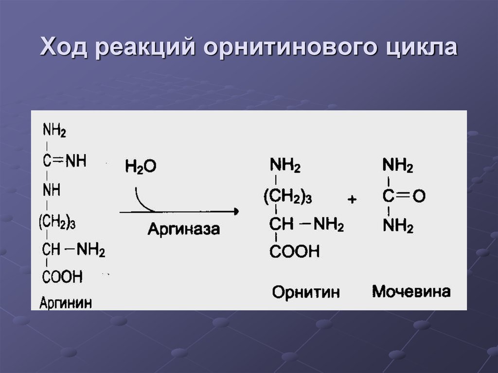 Орнитиновый цикл реакции. Регуляторный фермент орнитинового цикла. Реакции орнитинового цикла. Уравнения реакций орнитинового цикла.