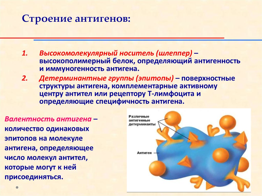 Иммуноген. Строение антигена иммунология. Строение антигена иммунология носитель. Структура антигена иммунология. Структура антигена эпитоп.