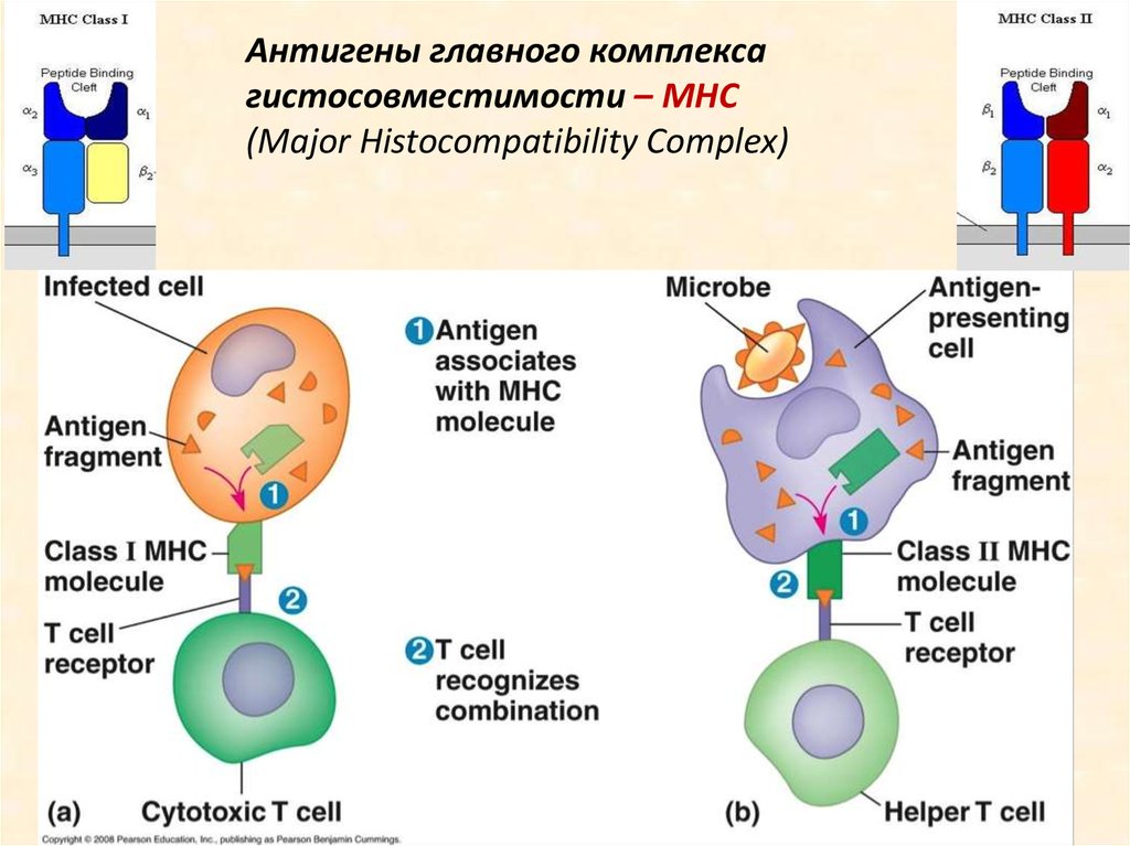 Главный комплекс. MHC главный комплекс гистосовместимости. MHC II комплекс гистосовместимости. Главный комплекс гистосовместимости (MCH).. Антигены главного комплекса гистосовместимости 2 класса.