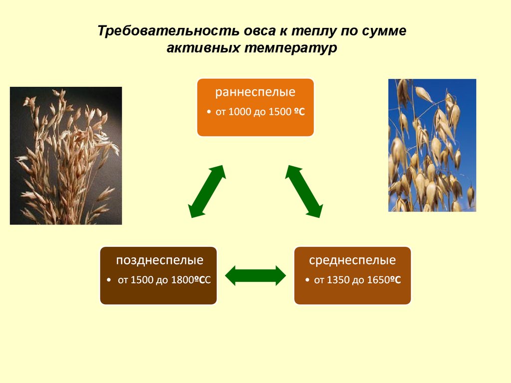 Овес какая группа