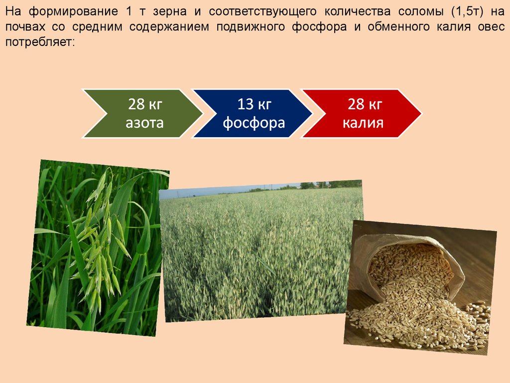 Возделывание овса