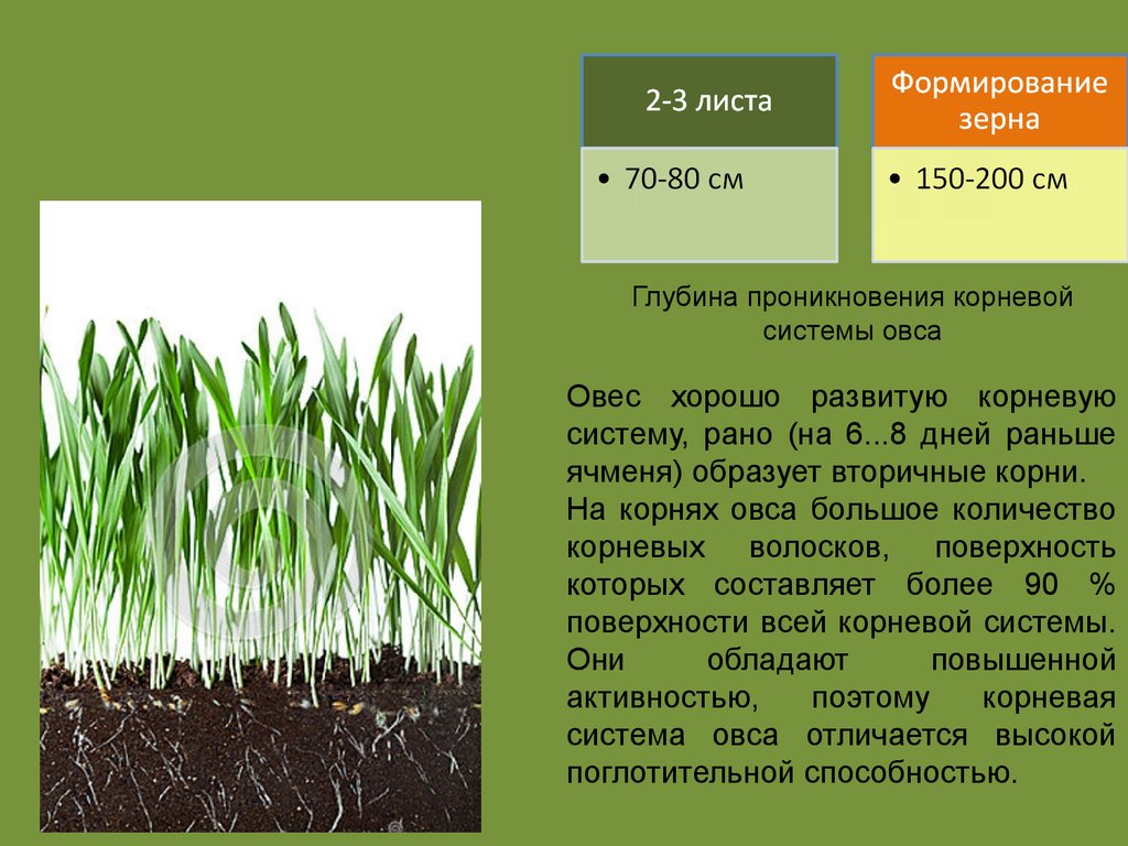 Для посева заготовили семена ячменя овса