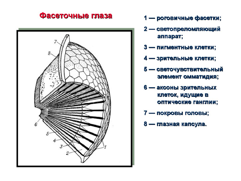 Сложные глаза имеет