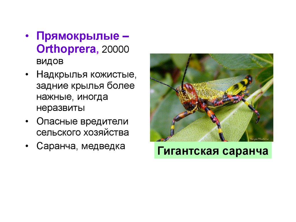Характеристики отряда насекомых прямокрылые. Прямокрылые. Прямокрылые представители. Отряд Прямокрылые представители. Прямокрылые насекомые представители.