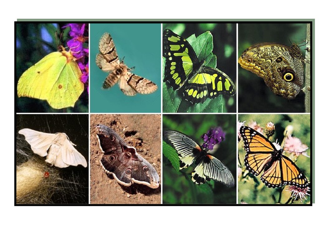 Класс насекомые бабочки. Отряд чешуекрылые или бабочки. Отряд чешуекрылые бабочки. Чешуекрылые бабочки представители. Отряд бабочки представители.