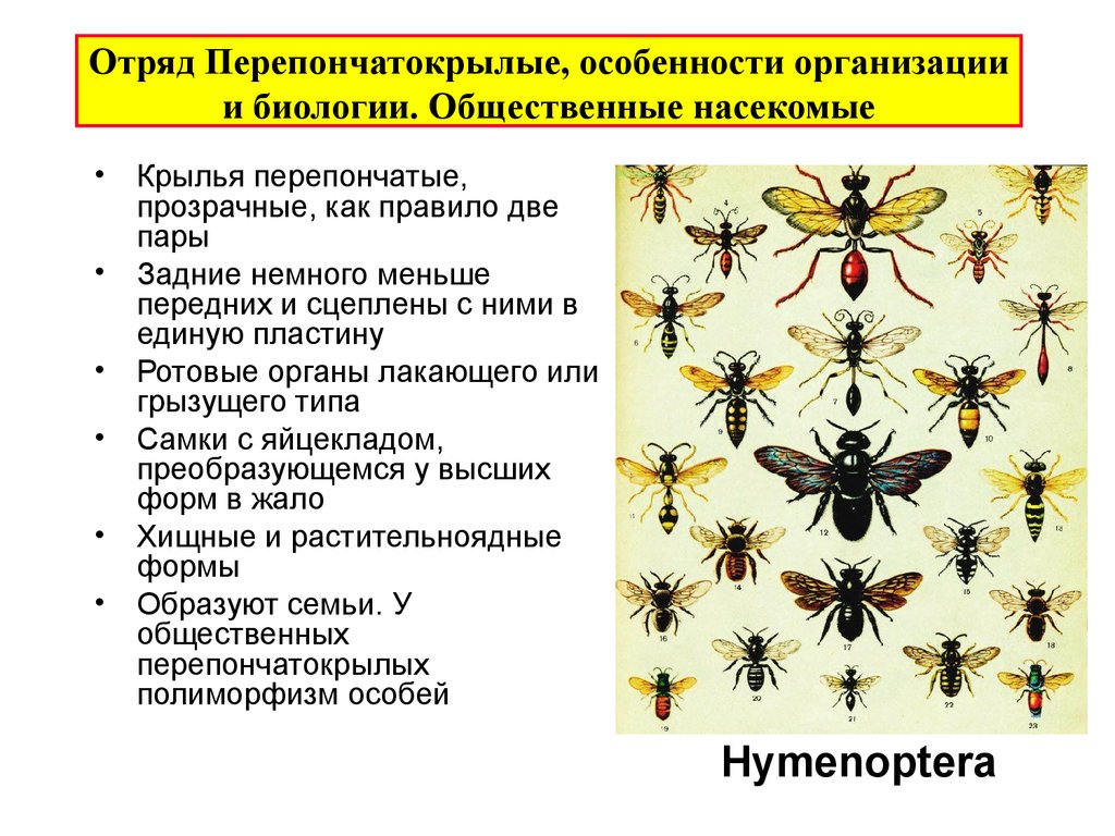 Особенности групп насекомые. Представители отряда перепончатокрылых насекомых. Перепончатокрылые насекомые общая характеристика. Отряд Перепончатокрылые Крылья. Перепончатокрылые насекомые характеристика.