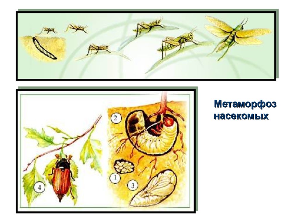 Метаморфоз 20. Превращение насекомых. Метаморфозы насекомых. Причины метаморфоз насекомых. Голометаболические насекомые.