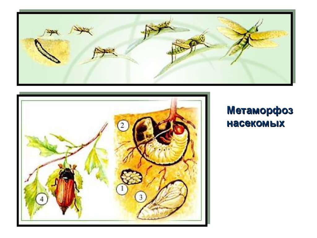 Стадии превращения насекомых. Метаморфоз насекомых. Причины метаморфоз насекомых. Метаморфоз клопов. Игра метаморфоз насекомых.