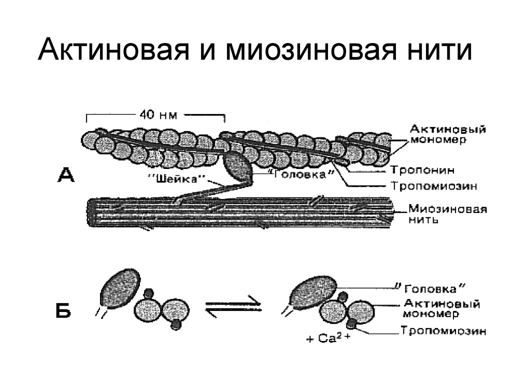 Актин ткань. Строение актиновых и миозиновых нитей. Миозиновые нити строение. Строение миозинового волокна. Нити актина и миозина.