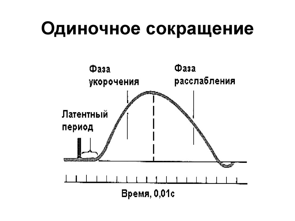 Режим одиночной. Кривая одиночного мышечного сокращения. Схема одиночного мышечного сокращения. График одиночного мышечного сокращения. Фазы одиночного мышечного сокращения.