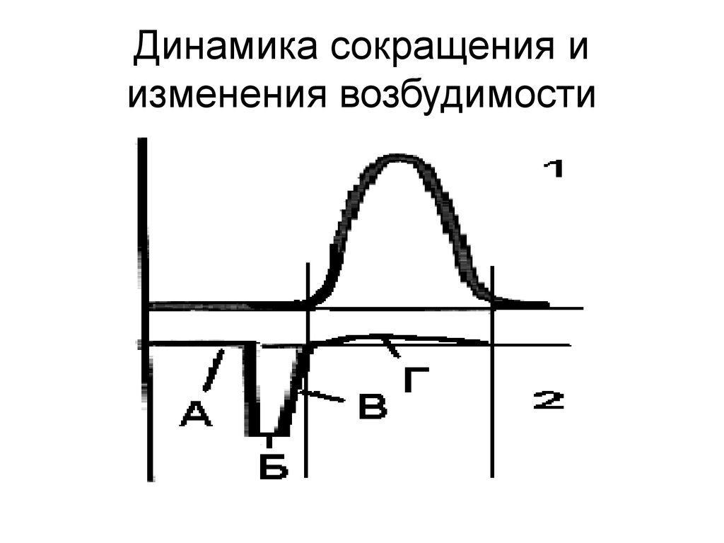 Меры возбудимости. Динамика возбудимости. Аккомодация физиология возбудимых тканей. Изменение возбудимости при возбуждении. Изменение возбудимости ткани при возбуждении.