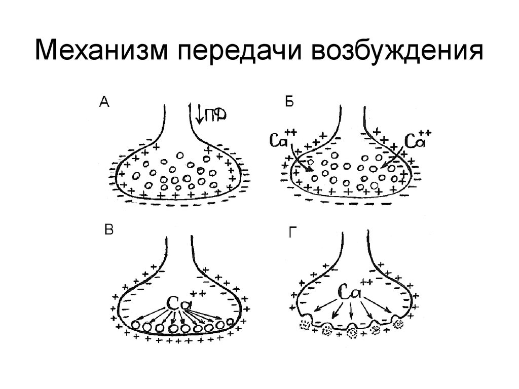 Потенциал концевой пластинки. Механизм передачи возбуждения. Схема передачи возбуждения. Механизм передачи возбуждения рисунок схема. Схема возбуждения ткани.