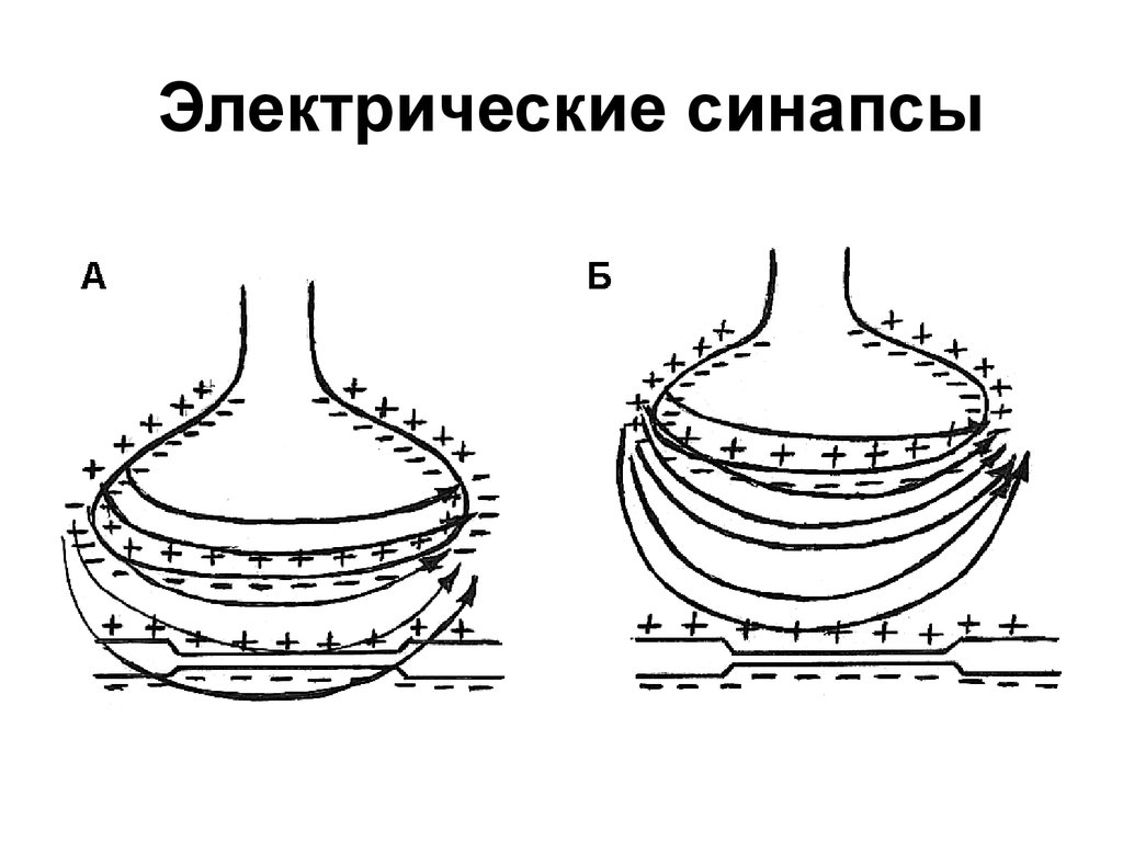 Электрический синапс. Строение электрического синапса физиология. Химический и электрический синапс физиология. Схема электрического синапса. Схема структурных элементов химического и электрического синапсов.