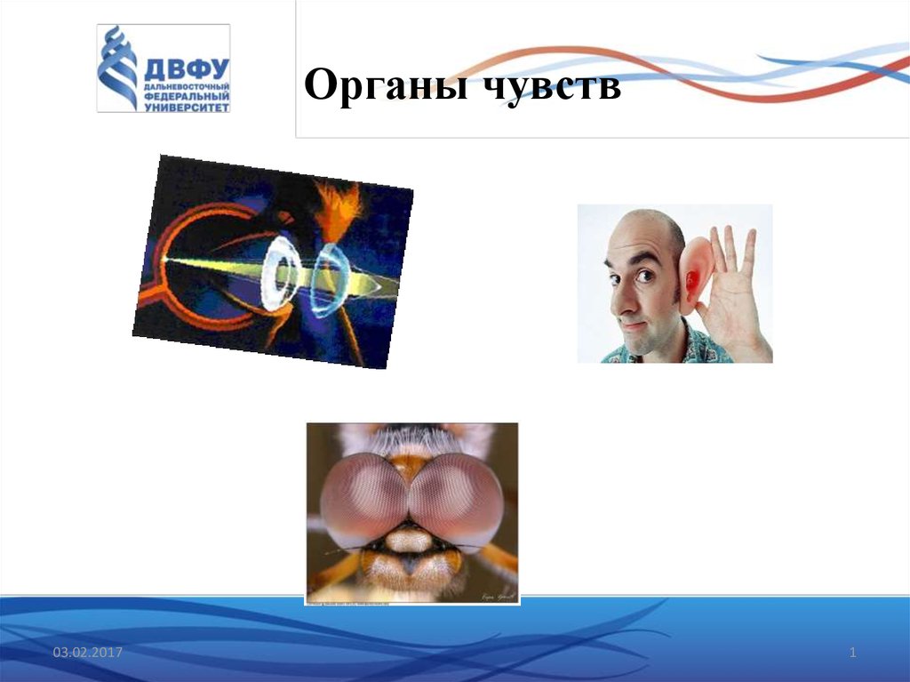 Презентация органы чувств. Подарки на органы чувств. Летбук на тему органы чувств. Лэпбук органы чувств нос.