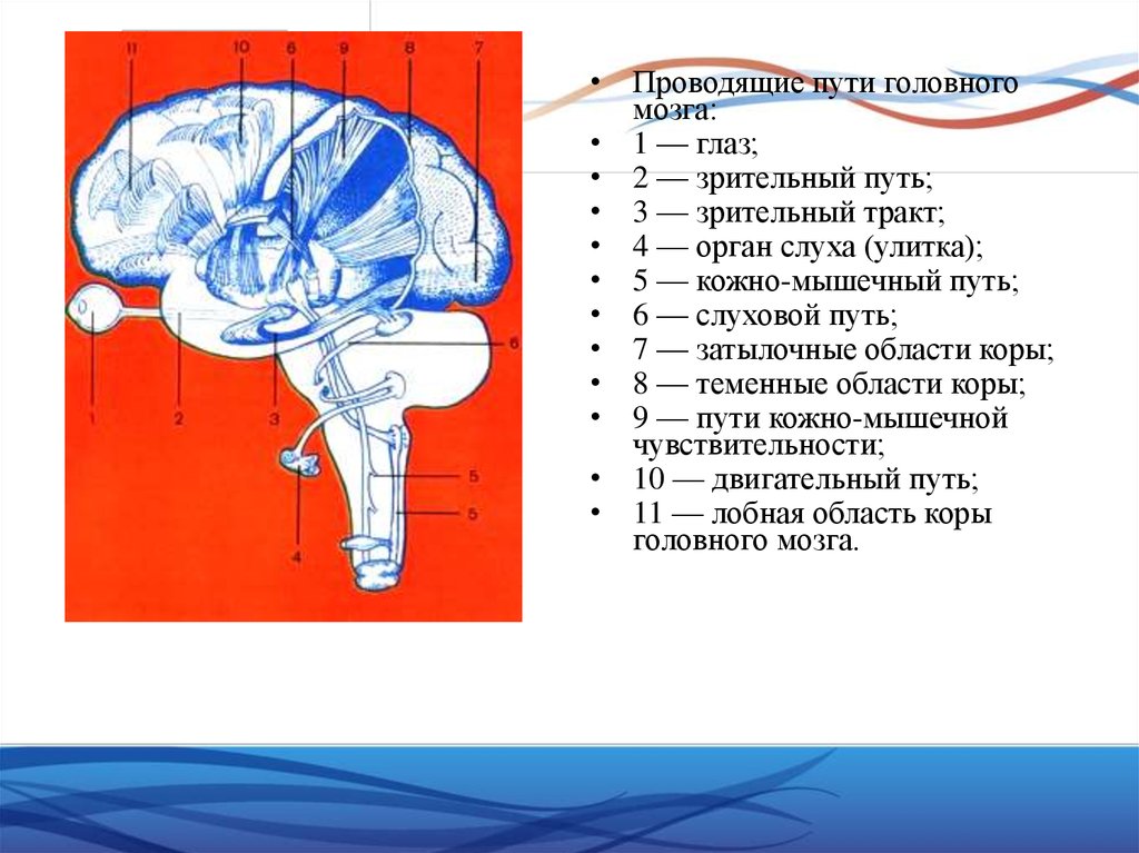 Пути головного мозга. Головной мозг проводящие пути строение. Проводящий путь головного мозга. Проводящий пути головного мозго. Проводящие пути головного мозга анатомия.