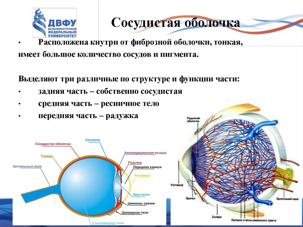 Оболочка это. Сосудистая оболочка глаза функции. Сосудистая оболочка глаза строение и функции. Строение сосудистой оболочки глаза и ее функции. Сосудистая оболочка глаза вид спереди.