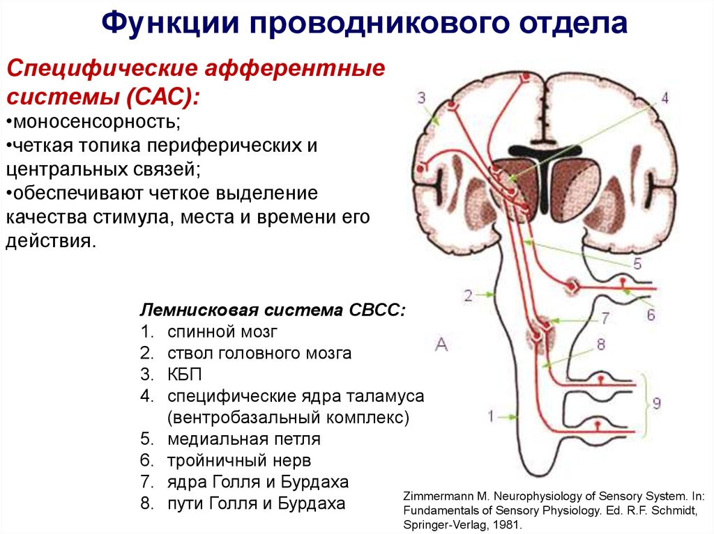 Специфическая система. Функции проводниковой части сенсорных систем. Периферический, проводниковый, корковый отделы сенсорной системы.. Корковый отдел анализатора функции. Функции коркового отдела сенсорной системы.