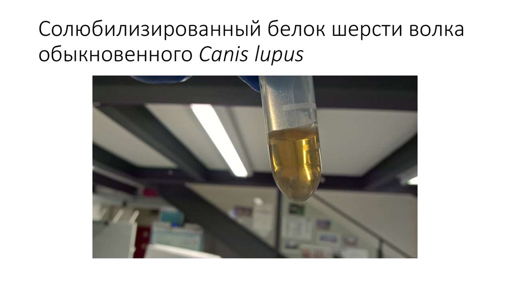 Солюбилизированный белок шерсти волка обыкновенного Canis lupus