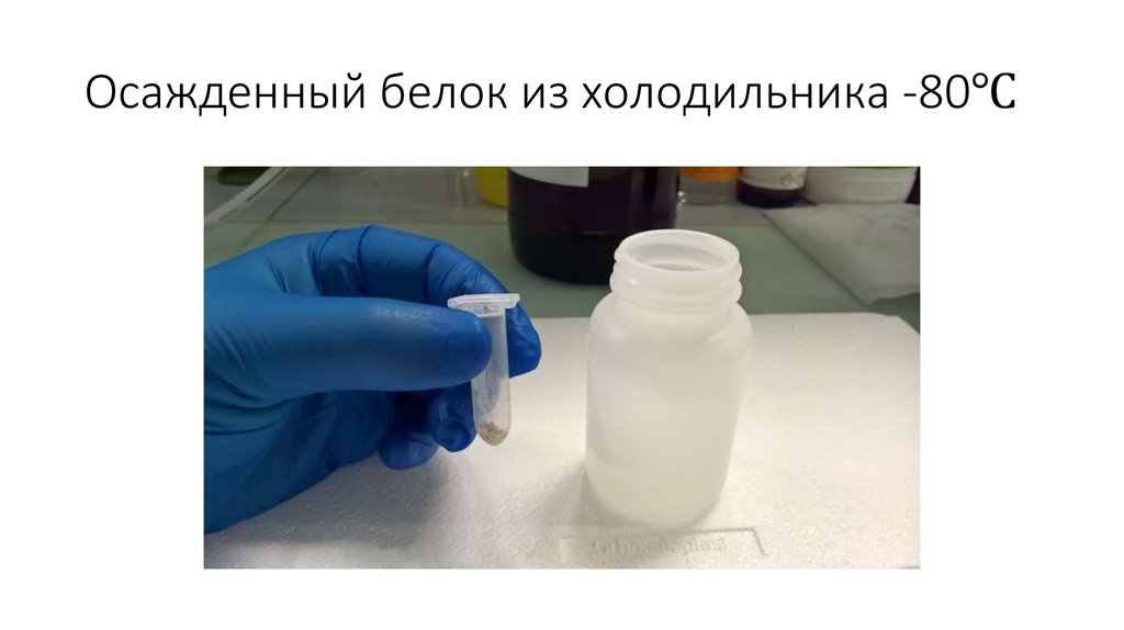 Осажденный белок из холодильника -80℃