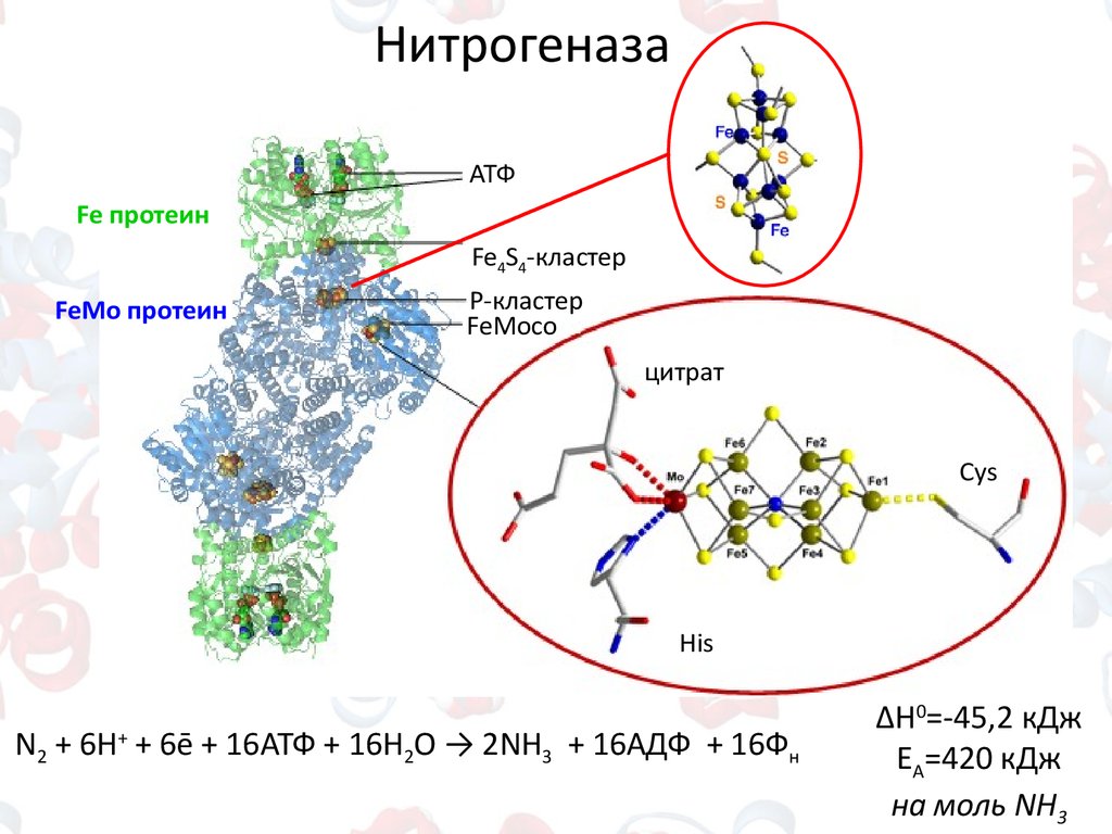 Моль nh3. Нитрогеназа строение. Механизм действия нитрогеназы. Фермент нитрогеназа. Нитрогеназный комплекс его строение функционирование.