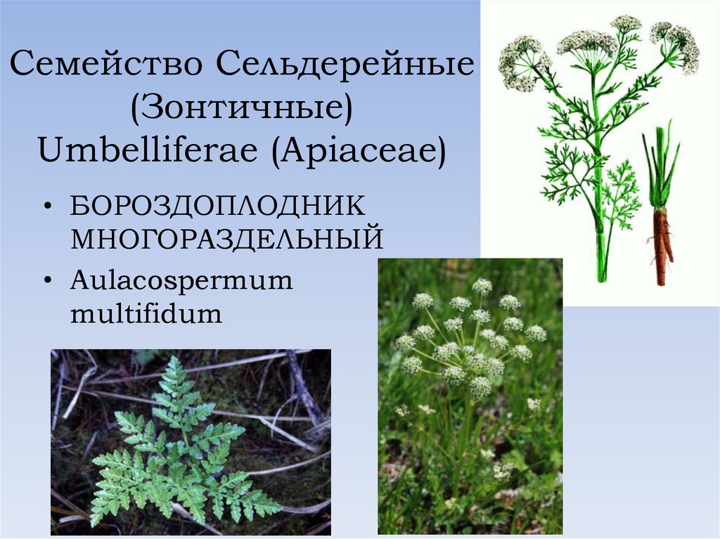 Семейство зонтичные презентация