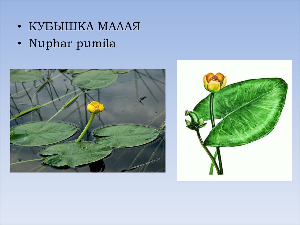 Сообщение малая. Кубышка малая Nuphar pumila. 9. Кубышка малая Nuphar pumila. Кубышка малая красная книга Башкортостана. Строение листа кубышки.