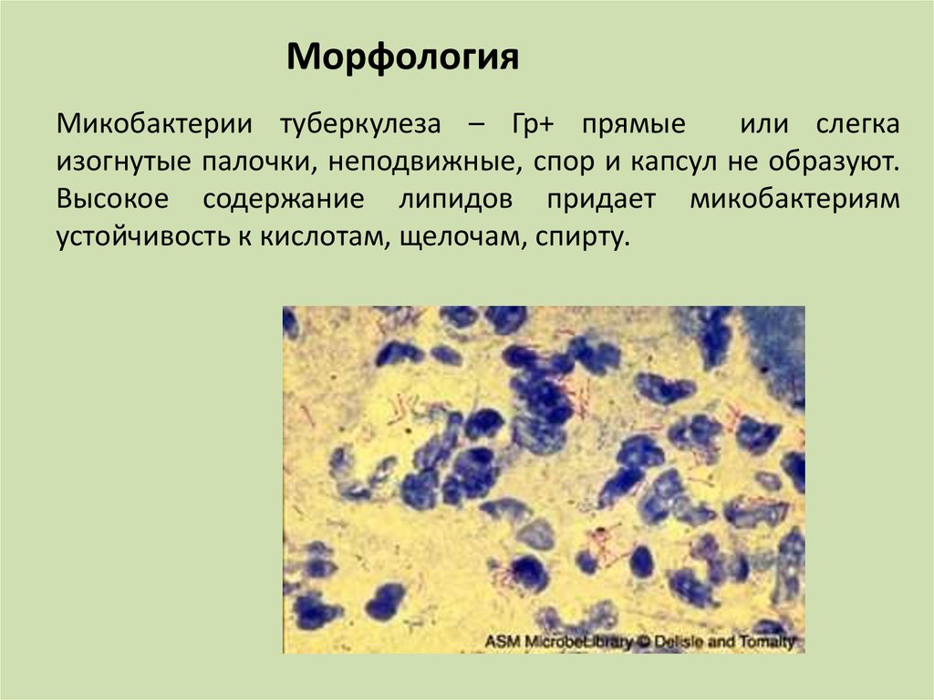 Туберкулез презентация по микробиологии