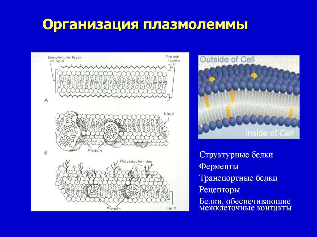 Схема плазмолеммы гистология