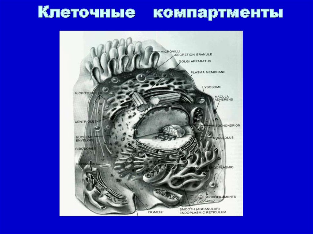 Компартментализация клетки презентация