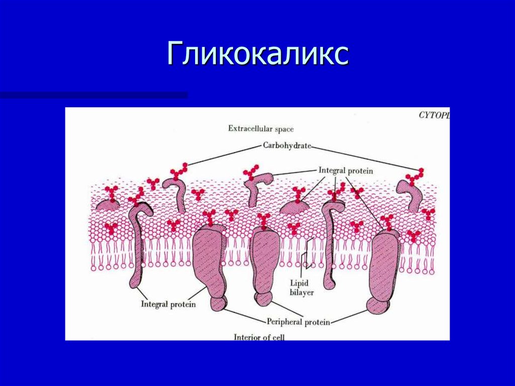 Что такое гликокаликс. Гликокаликс. Адгезия гликокаликс. Рецепторы гликокаликса. Гликокаликс строение.