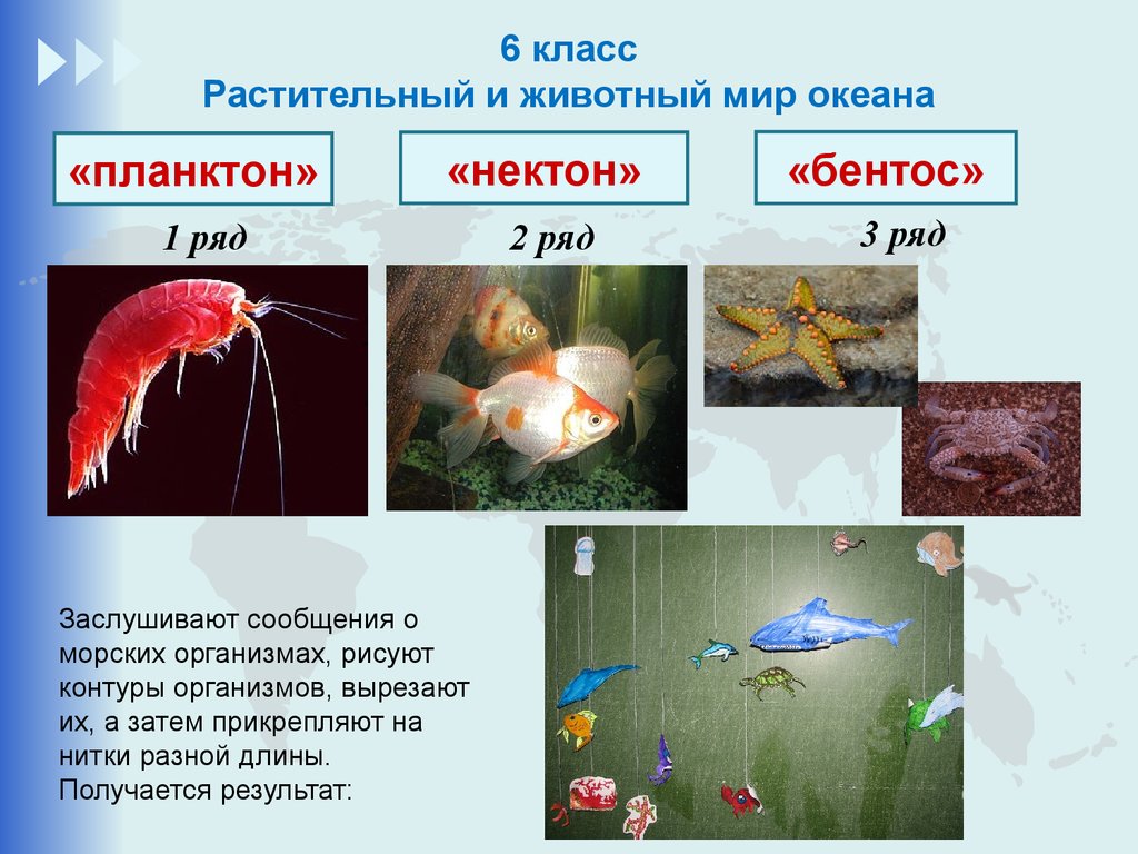 Нектон группа организмов. Нектон Нейстон бентос. Планктон Нектон бентос. Бентос Планкитон Пентон. Что такое планктон Нектон и бентос в океане.
