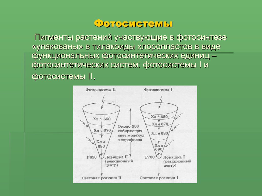 Пигмент участвовавший в фотосинтезе