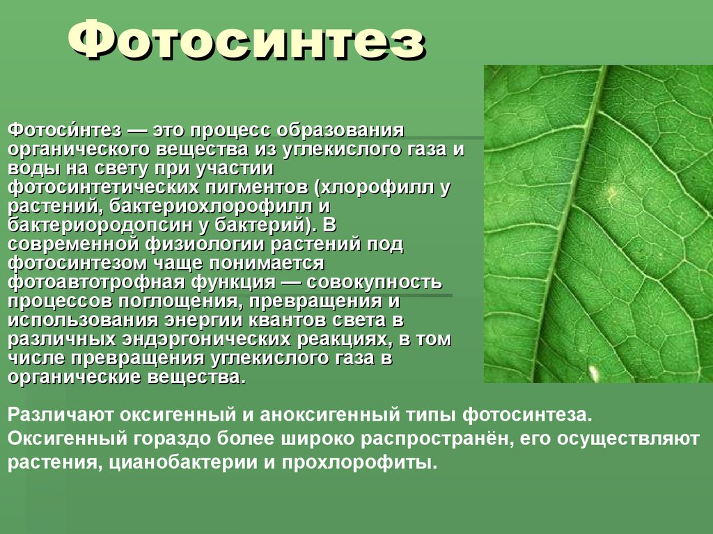 Значение фотосинтеза для растений 5 класс. Фотосинтез. Зина фото. Понятие фотосинтез. Фотосинтез это в биологии.