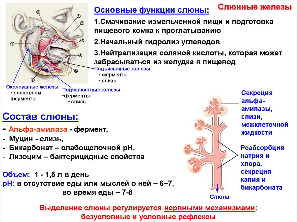 Паренхима слюнной железы. Строение и функции слюнных желез кратко. Околоушная слюнная железа функции.