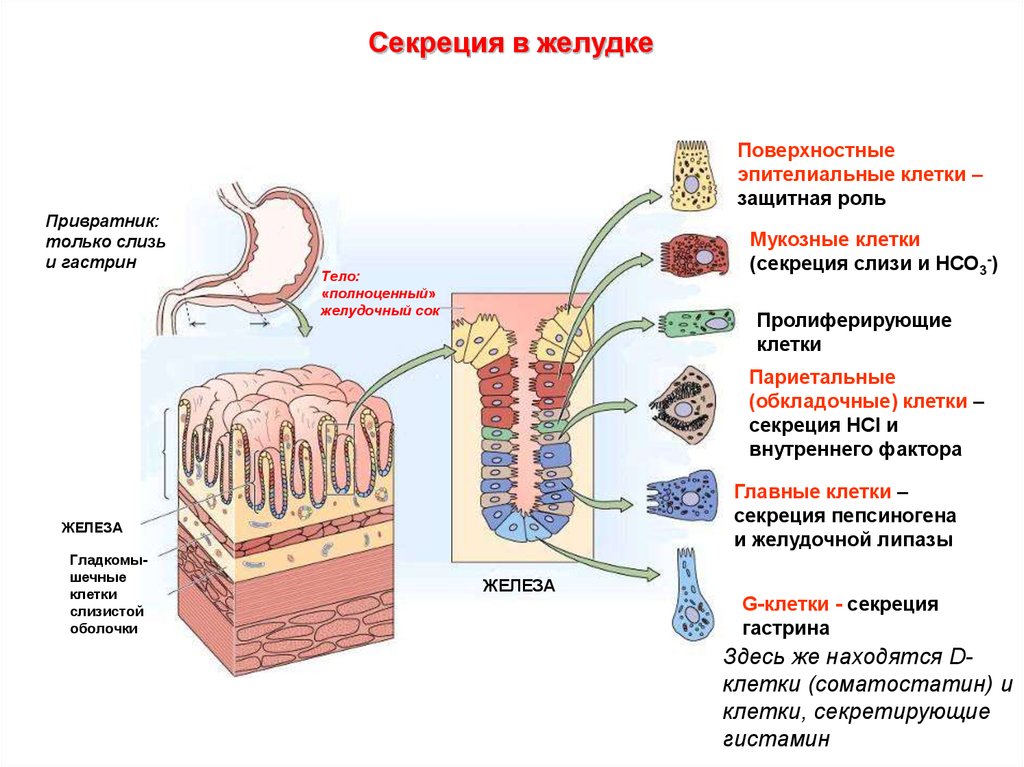 Какие железы расположены в желудке. Клетки слизистой ЖКТ. Клетки слизистой оболочки тонкого кишечника секретируют. Париетальных клеток слизистой оболочки желудка. Секреторные клетки слизистой желудка.