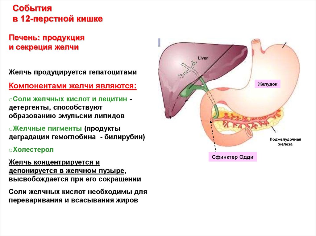 Желчь окраска