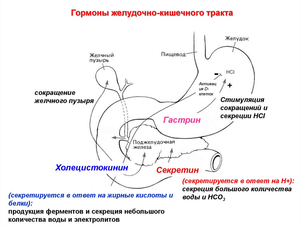 Секреция желудка. Гормоны желудочно-кишечного тракта гастрин. Гормоны желудочно-кишечного тракта: гастрин, секретин. Гормоны регулирующие секрецию желудочного сока. Гормоны желудочно-кишечного тракта таблица.