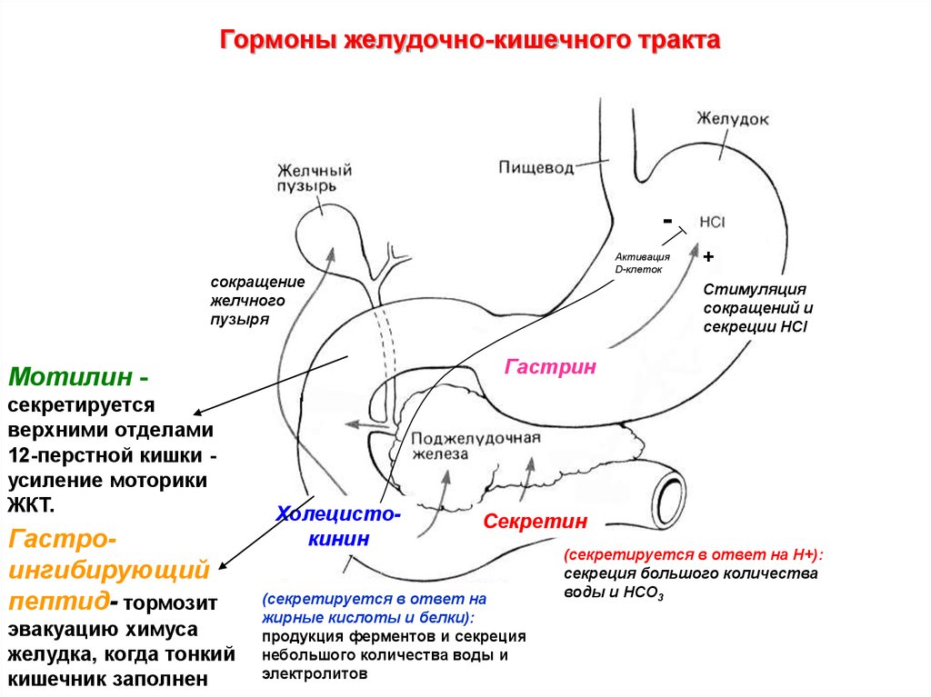 На схеме пищеварительной системы кролика слепая кишка обозначена цифрой