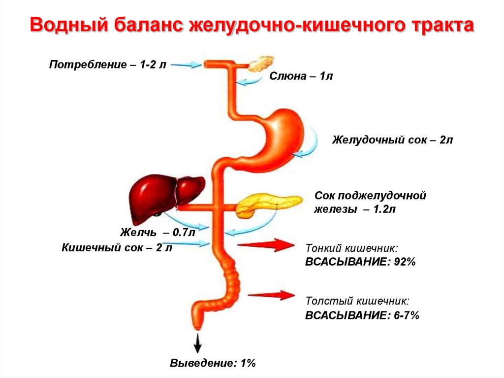 Жидкость в желудке