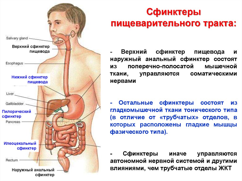 Жкт группа. Органы пищеварения органы пищеварительного тракта. Пищеварительная система желудок. Перечислите отделы пищеварительного тракта схема. Схема желудочно-кишечного тракта.
