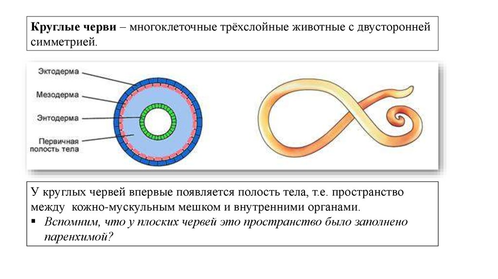 Наличие первичной полости тела. Билатеральная симметрия круглых червей. Круглые черви трехслойные животные. Симметрия у плоских червей и круглых червей. Тип симметрии круглых червей.