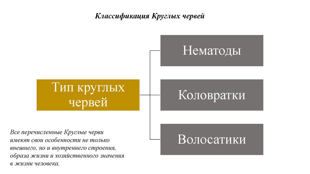 Классификация червей. Тип круглые черви классификация. Тип круглые черви систематика. Систематика типа Тип круглые черви. Классификация типа круглых червей.