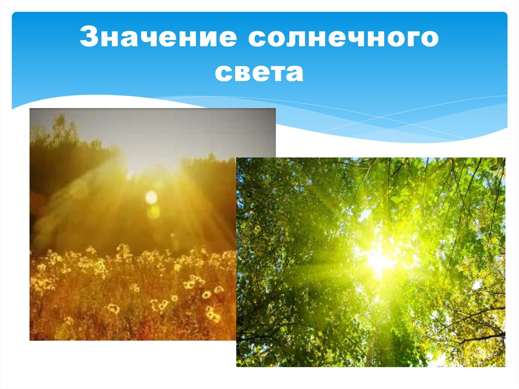 Солнечный свет является источником. Солнце. Природа солнце. Солнце источник света. Важность солнечного света.