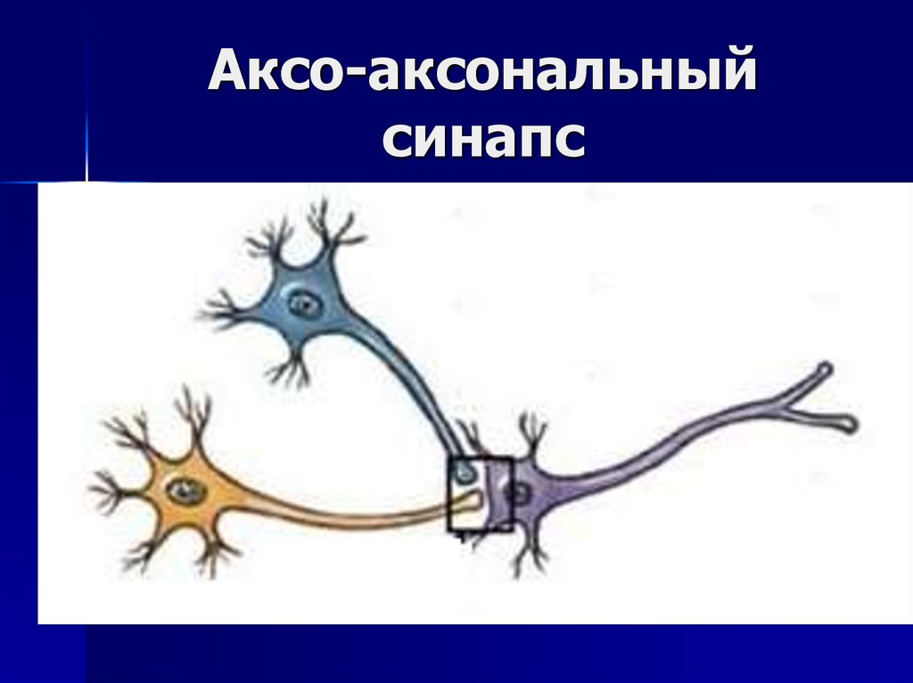 Тип поражения аксональный. Аксо-аксональный синапс. Аксональный Тип поражения нервов. Аксо аксональный Аксо соматический. Рисунок Аксо-аксональных синапс.