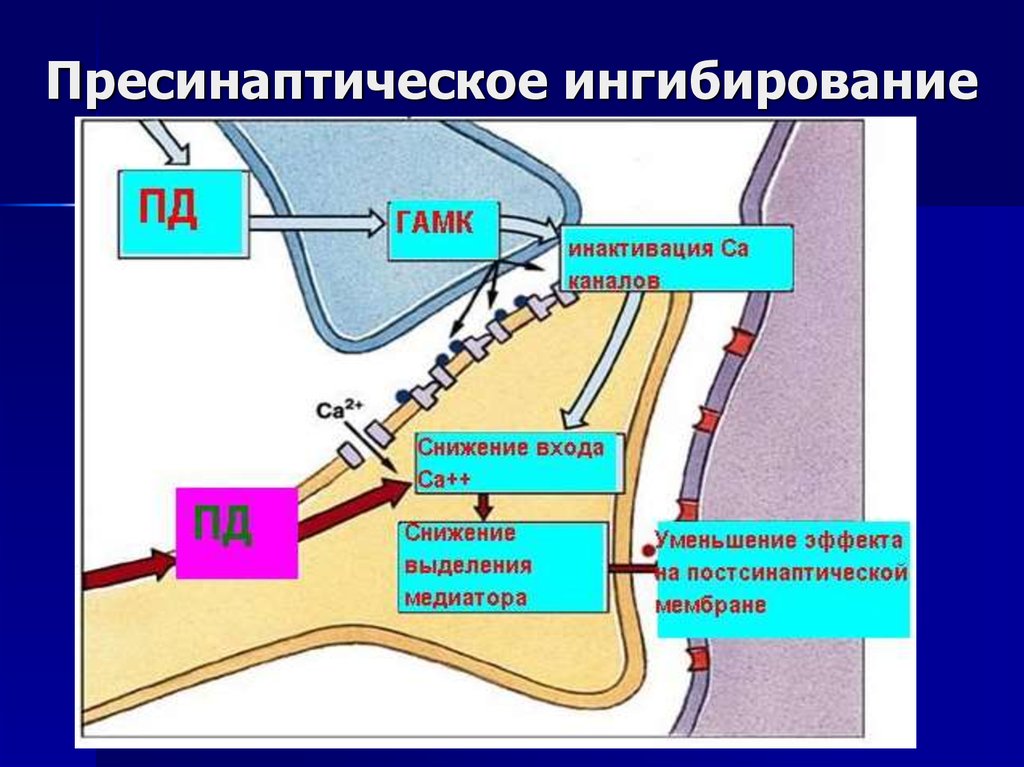 Что такое ингибирование волос