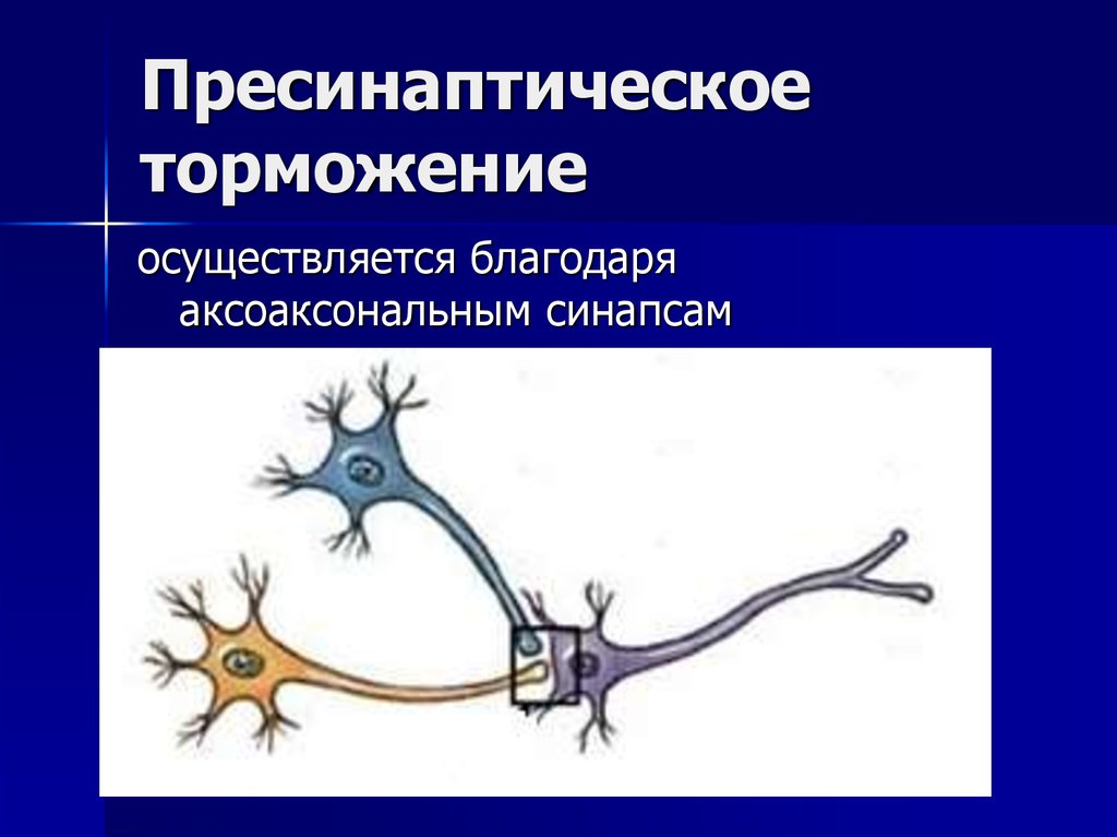 Торможение синапса. Пресинаптическое торможение синапс. Аксо-аксональный синапс. Пресинаптическое раздражение. Механизмы синаптического торможения.